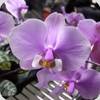 Phal. venosa x schilleriana